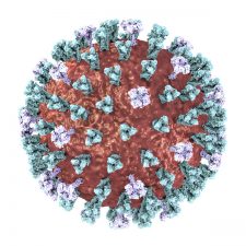 An Informative Guide to Understanding the Influenza Virus